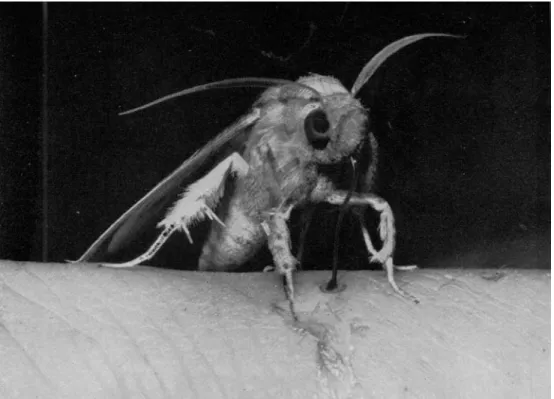 FIG. 1. C. eustrigata re-ingesting blood that has been regurgitated a few seconds earlier.
