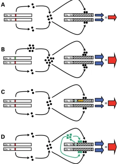Figure 4. Models for regulation of PRPF31 expression. Diagrammatic rep- rep-resentation of various models by which the RP11-distant regulator eQTL identified in this study and RP11-associated isoalleles may affect the expression of PRPF31