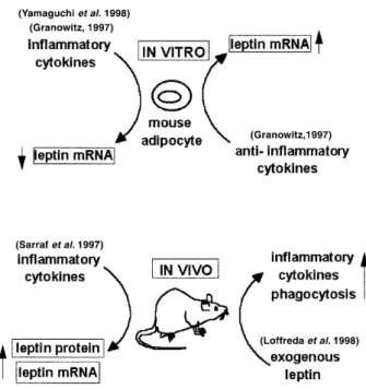 Figure 1. Leptin and inflammatory response. In-vitro mouse adipocytes differentially regulate leptin mRNA expression by actions of inflammatory or anti-inflammatory cytokines