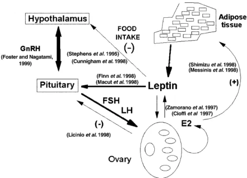 Figure 2. Hypothetical model of relationships between leptin and the hypothalamus–pituitary–ovary axis