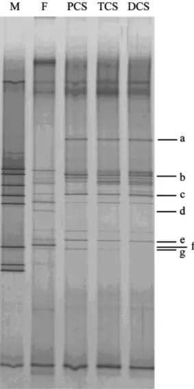 Fig. 3. PCR-denaturing gradient gel electrophoresis profiles showing the bacterial diversity in fecal inoculum (F) and in proximal (PCS), transverse (TCS) and distal (DCS) effluent samples from fermentation F2 with total carbohydrate concentration of 10 g 