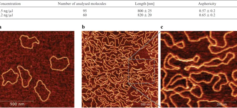 Table 1. AFM-determined 2D asphericity in diluted and concentrated non-supercoiled DNA molecules