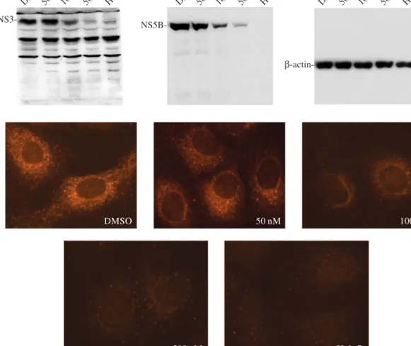 Figure 3. Detection of HCV NS3 and of NS5B proteins by immunoblot (a) and immunofluorescence (b)