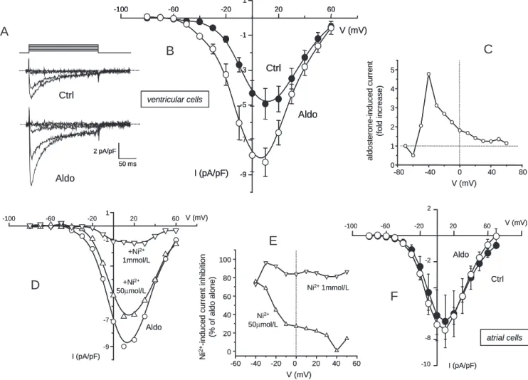 Fig. 1. Aldosterone increases low-threshold calcium currents in neonate rat ventricular cardiomyocytes