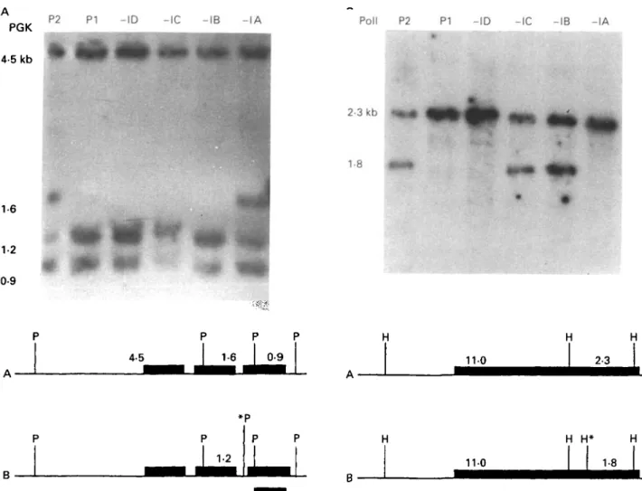 Fig. 1. (A) Autoradiograph of a Southern blot of total genomic DNA digested with Pst 1 and probed with a cDNA clone of phosphoglycerate kinase (PGK)