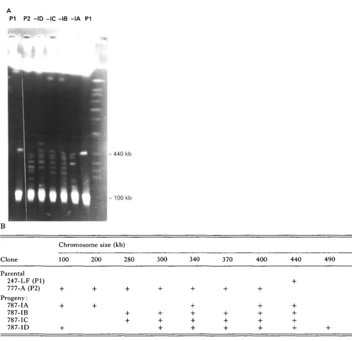 Fig. 2. (A) Ethidium bromide-stained PFGE run using program I to give increased resolution in the size range 100-720 kb