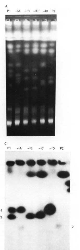 Fig. 3. PFGE analysis of  P G K and CP gene inheritance. (A) Ethidium bromide-stained  P F G E run using program II for separation of larger chromosomes (1-3 Mb); the designation of the tracks is as in Fig