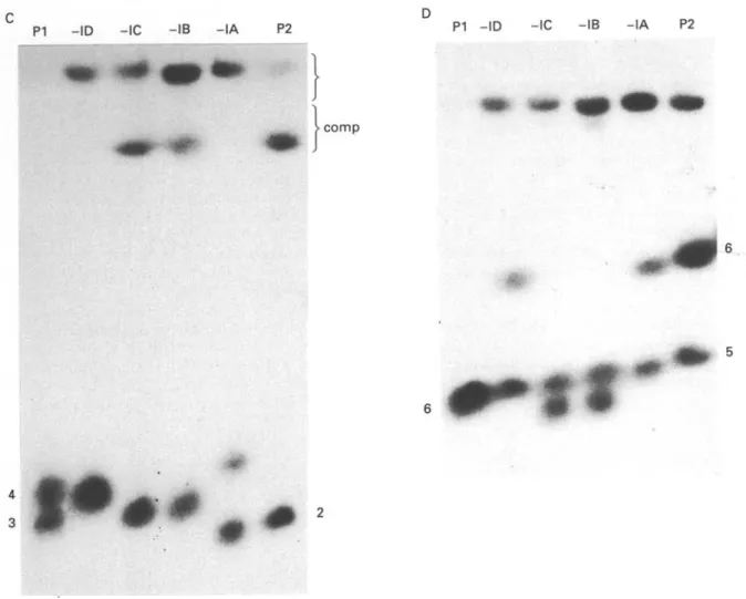 Fig. 4. PFGE analysis of PGK and CP gene inheritance. (A) Ethidium bromide-stained PFGE gel using program III for the separation of the chromosomes in the range from 1 to 3 Mb