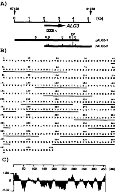 Fig. 1. (A) Localization of the genomic clones pALG3-l and pALG3-2 to the sequence of chromosome n