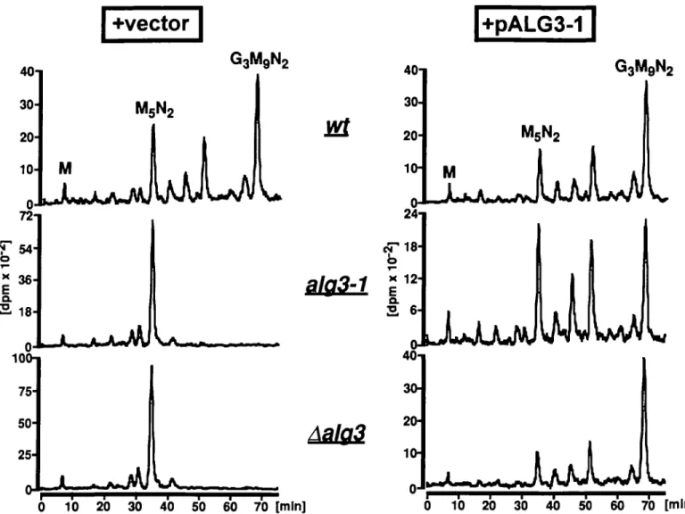 Fig. 2. Analysis of lipid-linked oligosaccharides from wild type (wt), ai$3-l and Aalg3 cells carrying either the vector YEp325 (left panel) or pALG3-l (right panel)