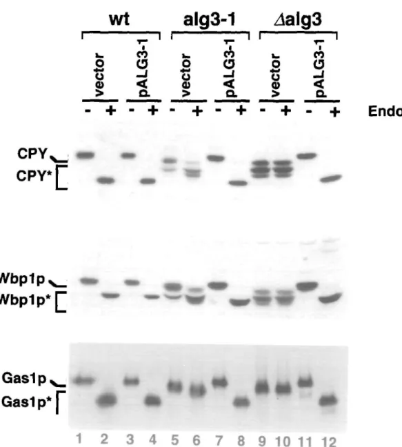 Fig. 3. Western blot analysis of secreted glycoproteins CPY, Wbplp, and the GPI-achored protein Gaslp from cither wild type cells (lanes I-4), alg3-I mutant cells (lanes 5-8) or cells carrying a deletion in the ALC3 open reading frame (halg3) (lanes 9-12)