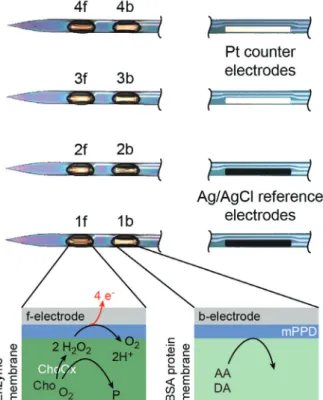 Figure 4 Photograph of the microprobes with functionalized  electrodes.