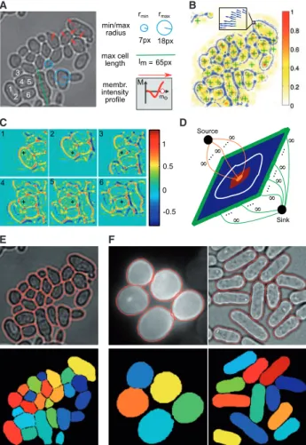 Fig. 2. Fundamental steps of MPCS and segmentation results. (A) Initial bright-field image (left) and parameters (right)