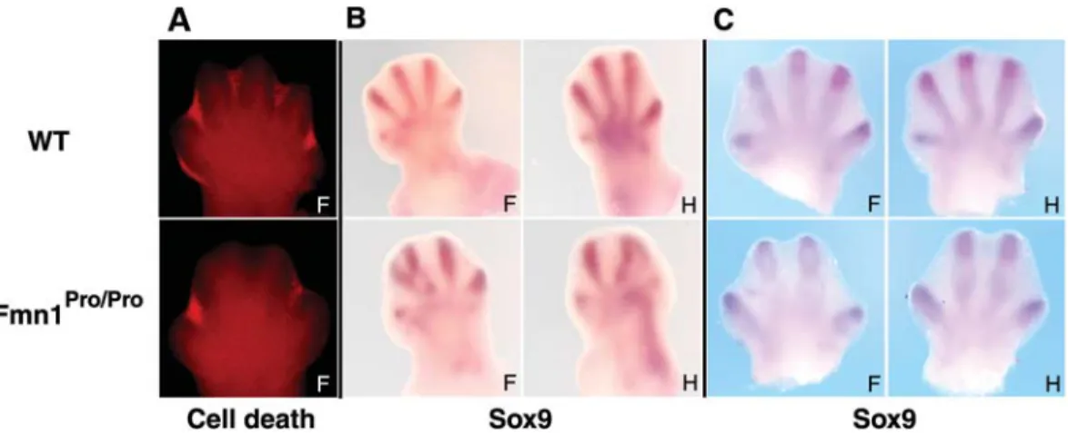 Figure 5. Patterning defects in limbs of Fmn1 Pro/Pro mice. (A) Analysis of cell death by Lysotracker Red staining in the developing limb of wild-type and Fmn1 Pro/Pro mice at embryonic stage 13.5