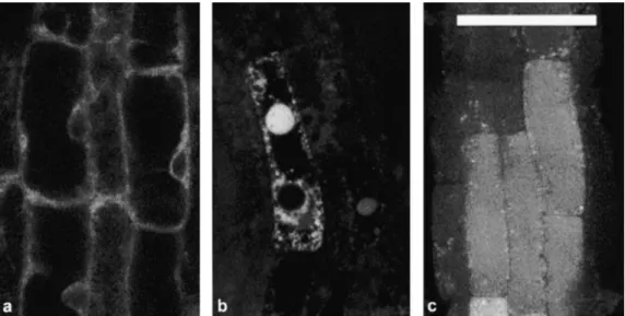 Fig. 1. GFP ¯uorescent patterns in elongating root cells. (a) ER-retained GFP-KDEL also labels the nuclear envelope; (b) the protein storage vacuole (PSV) marker GFP-Chi, apart from labelling the ER, also accumulates in small compartments and a small vacuo