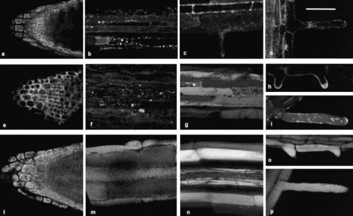 Fig. 2. GFP ¯uorescent patterns in roots of Arabidopsis plantlets. (a±d) ER-retained GFP-KDEL; (e±i) protein storage vacuole (PSV) marker GFP-Chi; (l±p) lytic vacuole (LV) marker Aleu-GFP