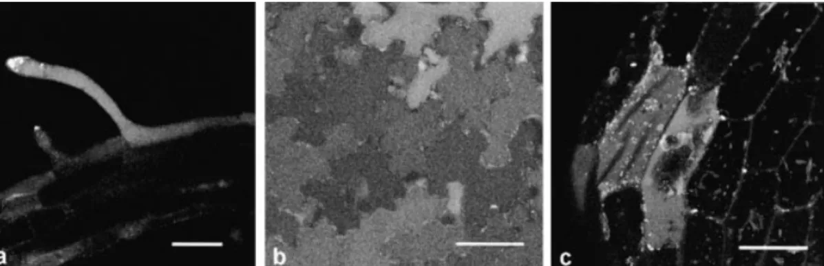 Fig. 4. GFP ¯uorescence patterns in tissues of Arabidopsis plantlets expressing Aleu-GFP and incubated for 12 h at 15 °C