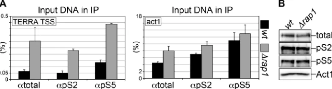 Figure 2. (A) Chromatin isolated from wt and rap1 cells was immuno-precipitated using antibodies against RNAPII C terminal domain repeats either unmodiﬁed (atotal) or phosphorylated at Serine 2 (apS2) or Serine 5 (apS5)