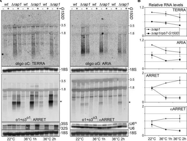 Figure 3. (A) Wt and rap1 strains carrying intact Rpb7 or the G150D mutation were grown at permissive temperature (22  C) for several gen- gen-erations and then shifted to restrictive temperature (36  C) for 1 or 2 h