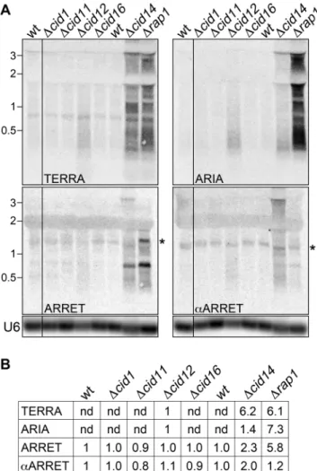 Figure 5. (A) RNA isolated from the indicated strains was hybridized as in Figure 1B. Two membranes obtained from blotting of gels run in parallel were ﬁrst hybridized to detect TERRA and ARIA