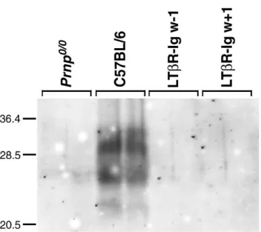 Fig. 1 Depletion of follicular dendritic cells by pharmacological inhibition of lymphotoxin signalling