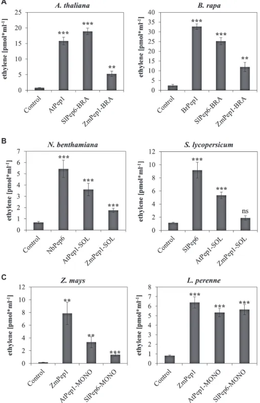 Fig. 4.  Validation of family-specific Pep motifs with mutated Peps. Ten leaf discs of indicated plant species (with species in A representing Brassicaceae,  in B Solanaceae, and in C Poaceae) were treated for 5 h with 1 µM of the indicated elicitor peptid