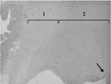 Fig. 3. Chronic group. Haematoxylin—eosin slice (25) of the right atrium that has been in contact with the artificial muscle for 4 weeks