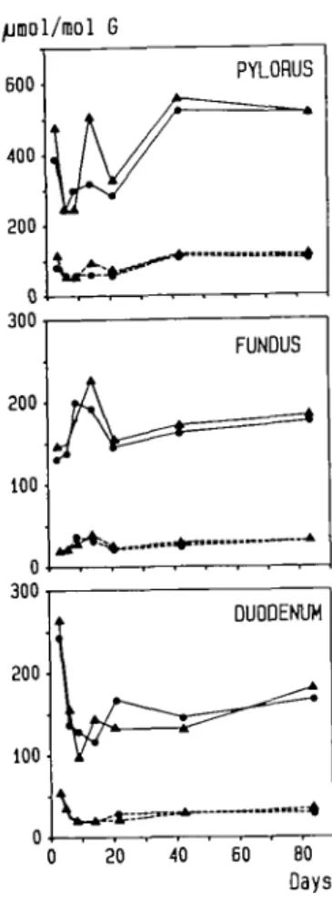 Fig. 1. Concentrations of 7-methylguanine (solid line) and (Amethylguanine (dotted line) in DNA of stomach (pylorus, fundus) and duodenum during chronic exposure to MNNG in the drinking water (80 p.p.m.) over a period of  3 - 8 4 days One group of rats was