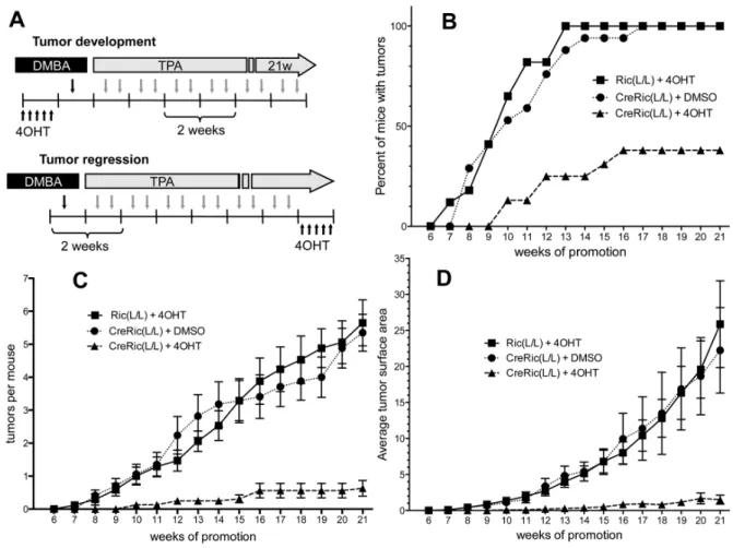 Figure 3.  Effect of rictor deletion on two-stage skin carcinogenesis and tumor regression