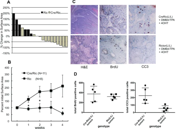 Figure 4.  Effect of rictor deletion in established tumors. Cre-Rictor L/L  and Rictor L/L  mice were subjected to two-stage skin carcinogenesis as described in Figure 3 to gener- gener-ate papillomas