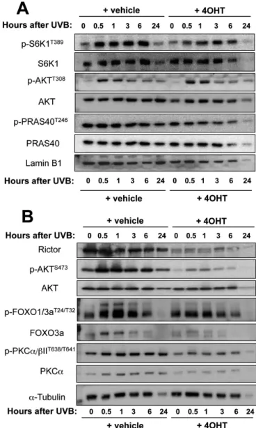 Figure 6.  Biochemical analysis of mTORC1- and mTORC2-dependent signaling in response to UVB. iRicKO cells were treated with vehicle or with 4OHT for 3 days to  induce rictor recombination