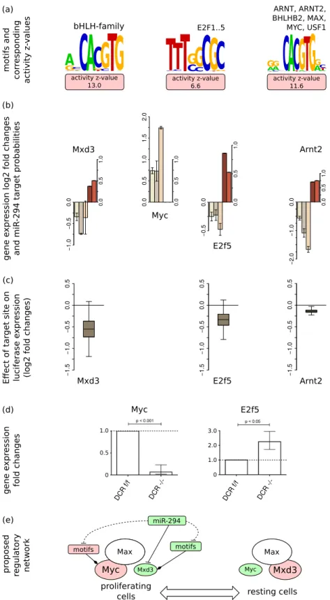 Figure 5. miR-294 impacts cell cycle regulation at multiple levels––(a) MARA analysis reveals that miR-294 induces positive activity changes of multiple motifs involved in cell cycle regulation