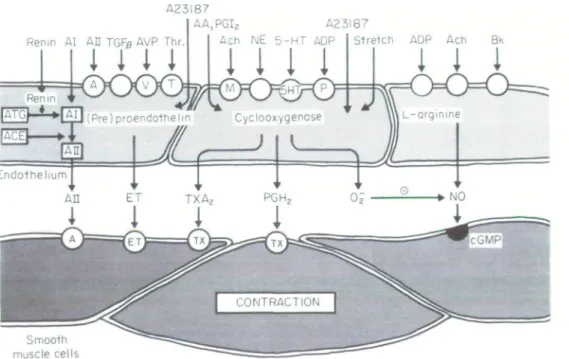 Figure 2 Endothelium-dependent contractions: The endothelium is a source of numerous contracting factors such as endothelin-1 (ET), thromboxane A 2  (TXAi), prostaglandin H 2  (PGH 2 ) and possibly also of angiotensin II (All)