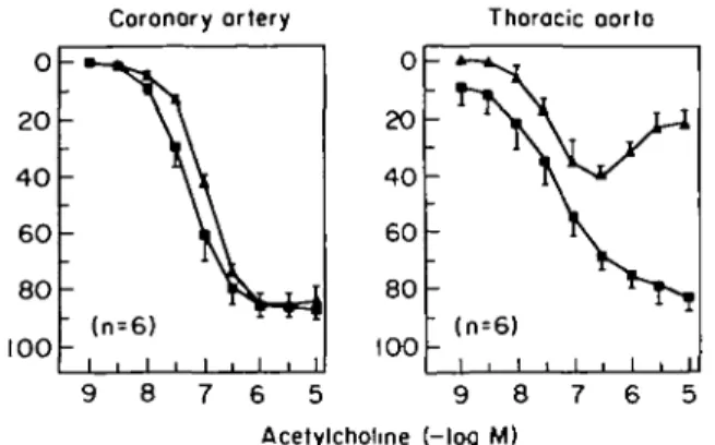 Figure 4 Heterogeneity of endothelial dysfunction in experimental hypertension. In the thoracic aorta of the spontaneously  hyperten-sive rat  ( A ) , endothelium-dependent relaxations to acetylcholine are markedly reduced as compared to normotensive Wista