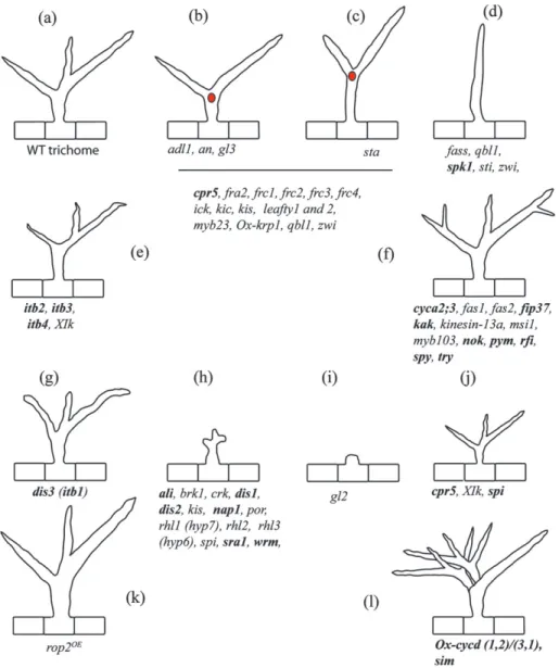 Fig. 2. Phenotypes of trichome morphogenesis mutants. The phenotypes are illustrated with the corresponding gene mutant abbreviations