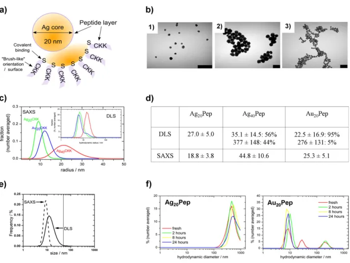 FIG. 1. Characterization of nanoparticles. (a) Schematic representation of the peptide-coated SNP applied in this study
