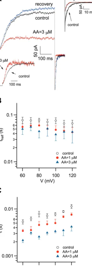 Fig. 2.  Arachidonic acid accelerates both activation and  deactivation time course of Slow Vacuolar currents