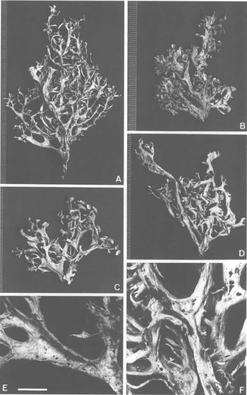FIG. 1. Ramalina panizzei (Groner 614). A-D, Different morphotypes from a single tree