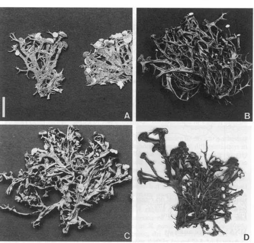 FIG. 2. Morphs of Ramalina panizzei from old collections. A, Egli (Z); B, Frey 23.418 (BERN);