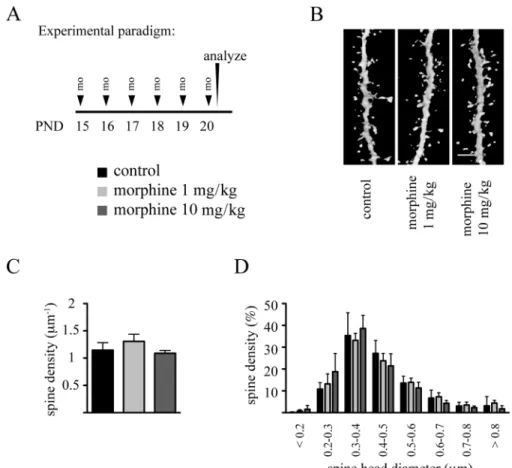 FIG. 8.  Repeated daily administration of morphine during the later phase of the brain growth spurt does not affect dendritic spine density and morphology
