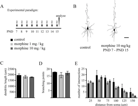 FIG. 3.  Repeated daily administration of morphine does not impair dendritic growth during the early phase of the brain growth spurt