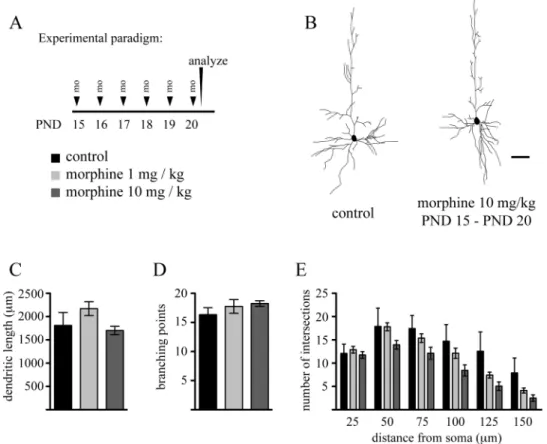 FIG. 4.  Repeated daily administration of morphine does not impair dendritic growth during the later phase of the brain growth spurt