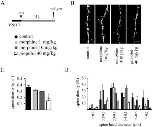 FIG. 5.  single-dose morphine administration on PND 7 does not affect dendritic spine density and morphology