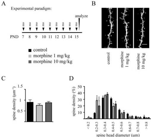 FIG. 7.  Effects of repeated daily administration of morphine during the early phase of the brain growth spurt on dendritic spine density and morphology