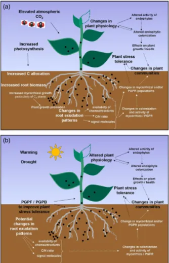 Fig. 1. Potential effects of (a) elevated CO 2 concentrations and (b) warming and drought on beneficial plant–microbe interactions