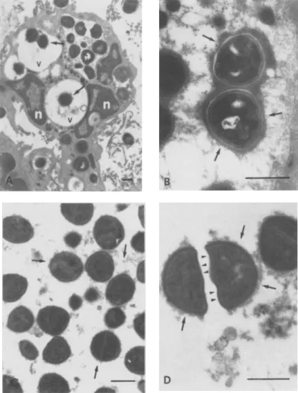 Figure 2. (A) Neutrophilic granulo- granulo-cyte found in the infected TCF I hr  af-ter inoculation of the EPS-free  bacte-ria; ingested bacterial cells are  sur-rounded by abundant electron-dense EPS (arrows) in the cytoplasmic  vacu-oles (v); cells are s