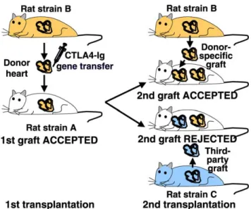 Fig. 2. Schematic of donor-specific hyporesponsiveness induced by CTLA4-Ig gene transfer