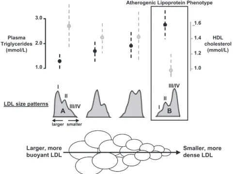 Figure 1. LDL heterogeneity and plasma triglyceride and HDL cholesterol concentrations (modified from reference 3).