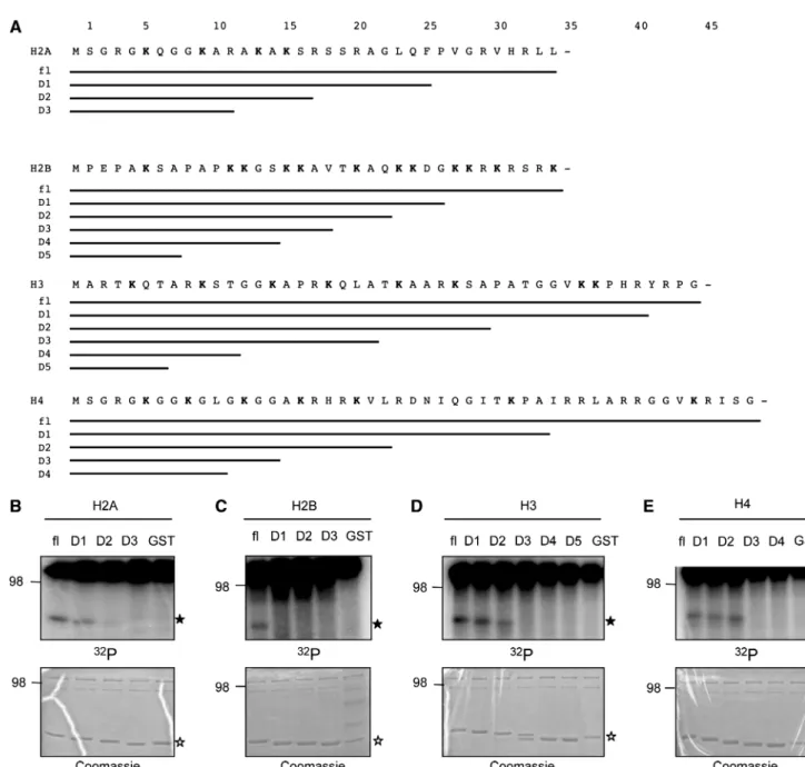 Figure 2. Conﬁning the regions of putative ADP-ribose acceptor sites. (A) Schematic representation of the deletion strategy for GST-histone tails to identify the minimal ADP-ribosylated domain