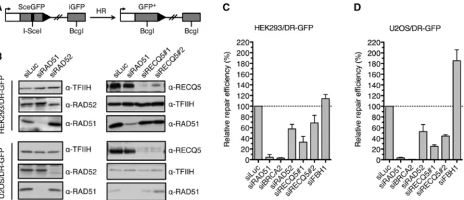 Figure 1. RECQ5 promotes homologous recombination with non-crossover outcome. (A) Scheme of the DR-GFP reporter cassette